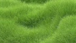 Grass